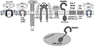 Controlling Mast Cell Activation and Homeostasis: Work Influenced by Bill Paul That Continues Today